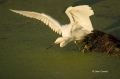 Florida;Southeast-USA;Snowy-Egret;Egretta-thula;One;one-animal;avifauna;bird;bir